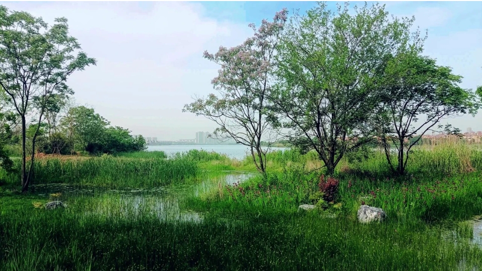 这项国际赛事，我会常务理事单位武汉生态环境设计研究院有限公司斩获五个奖项！